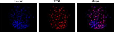 The Open Cryotop System Is Effective for the Simultaneous Vitrification of a Large Number of Porcine Embryos at Different Developmental Stages